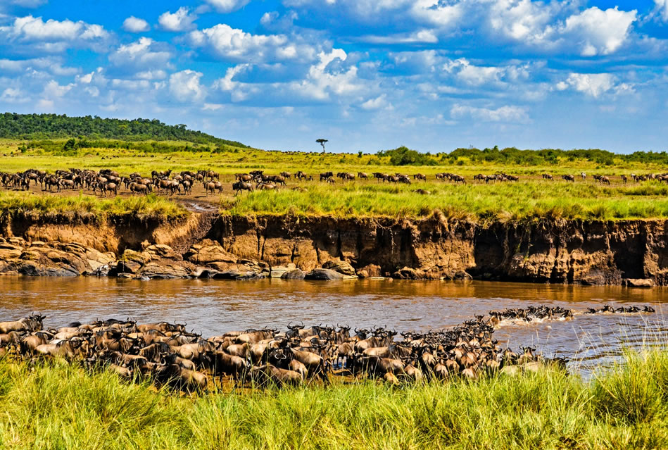 day-5and6-masai-mara masai mara game drive