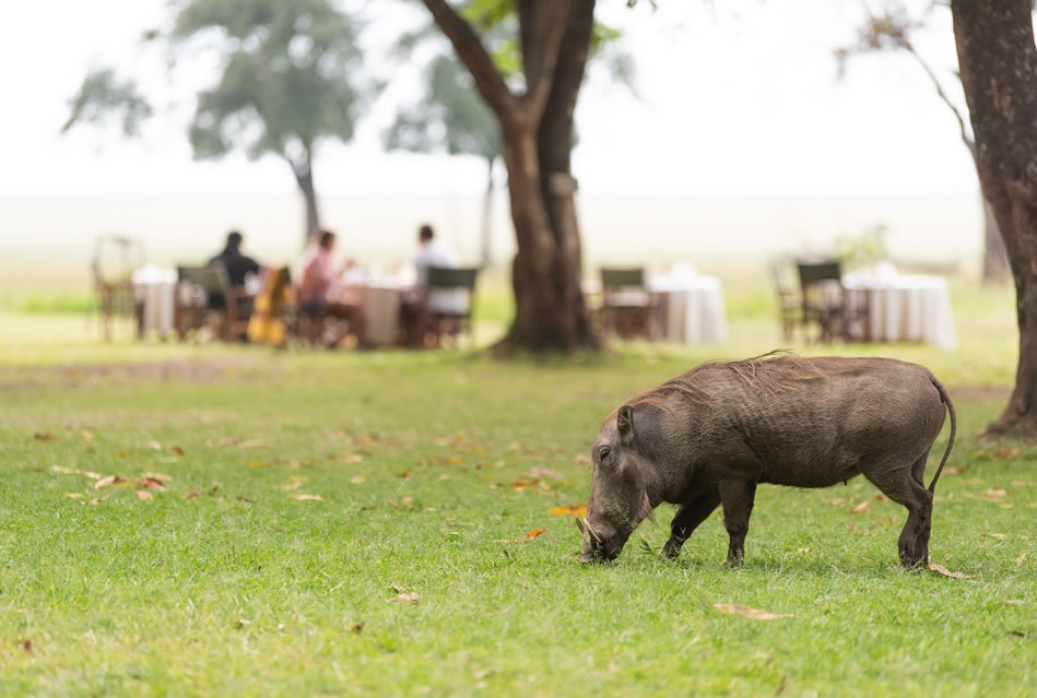 day-7-masai-mara masai mara game drive