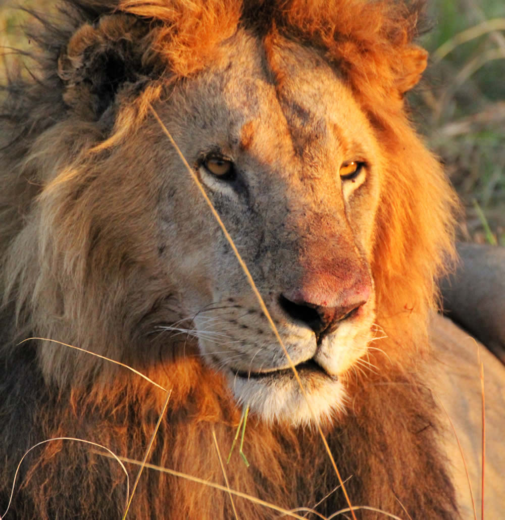 family holiday adventure in kenya-