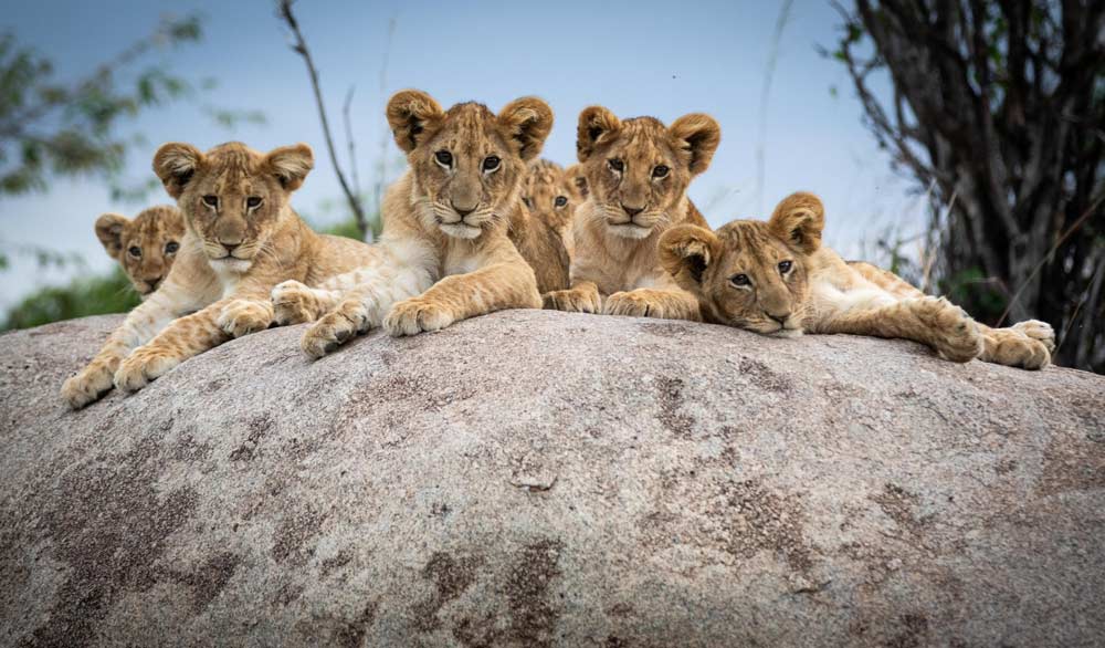 lions in the Mara